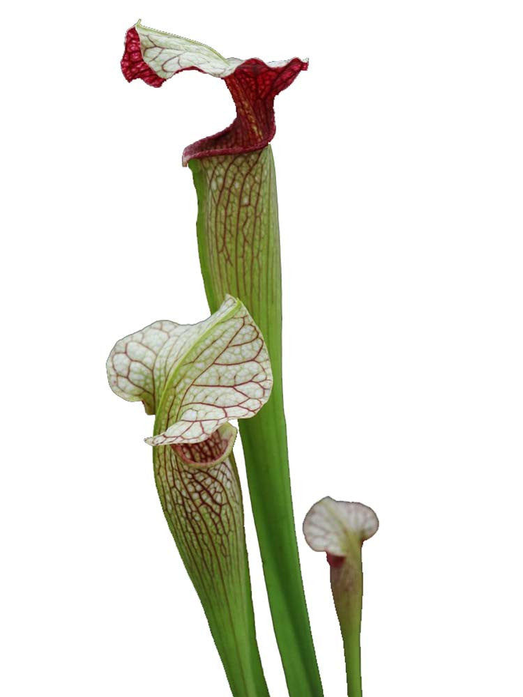 S.x Areolata " Giant " SX102 AC