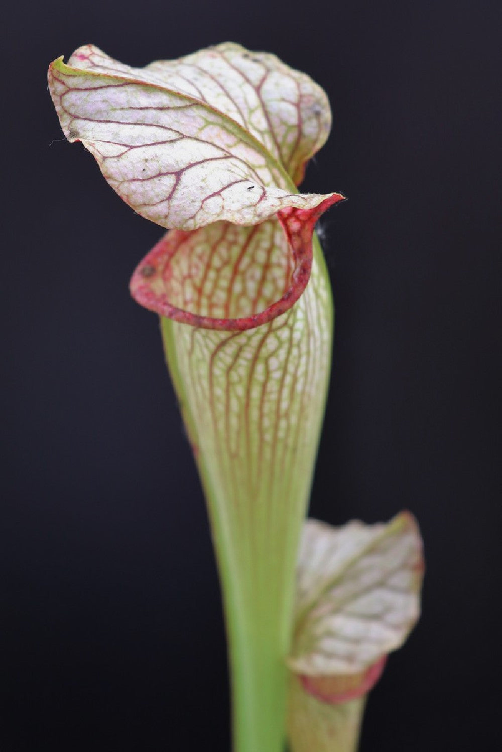 S.x "Areolata "  Klein