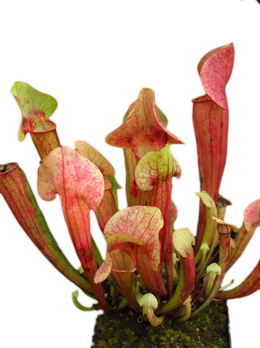 S.x Catesbaei " inverted vein "