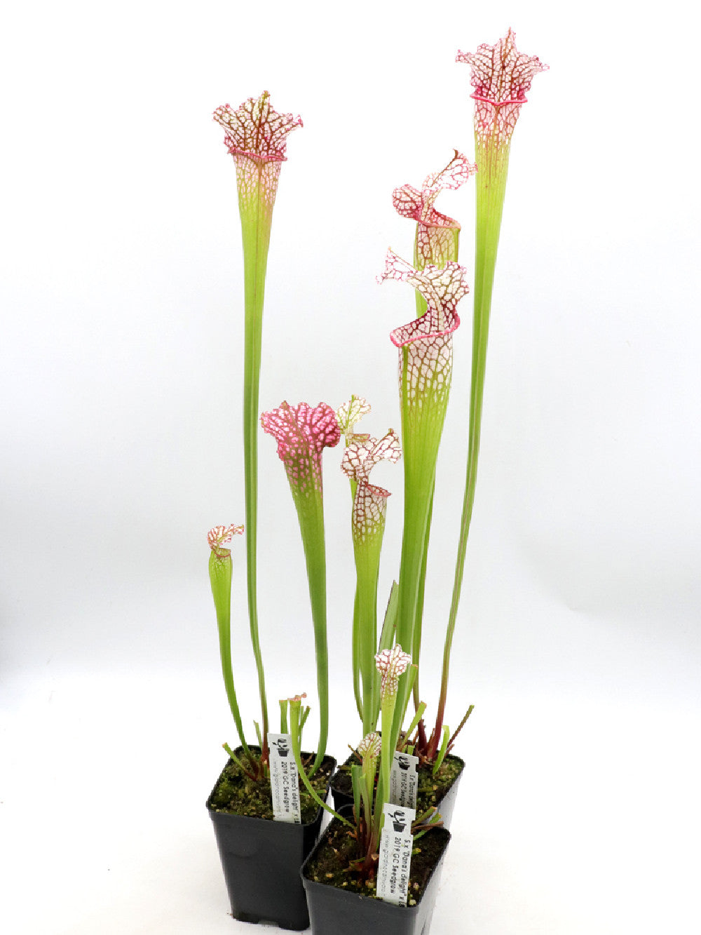 S.x Dana's delight  x  L87 MK "Bocaza" PINK FORM
