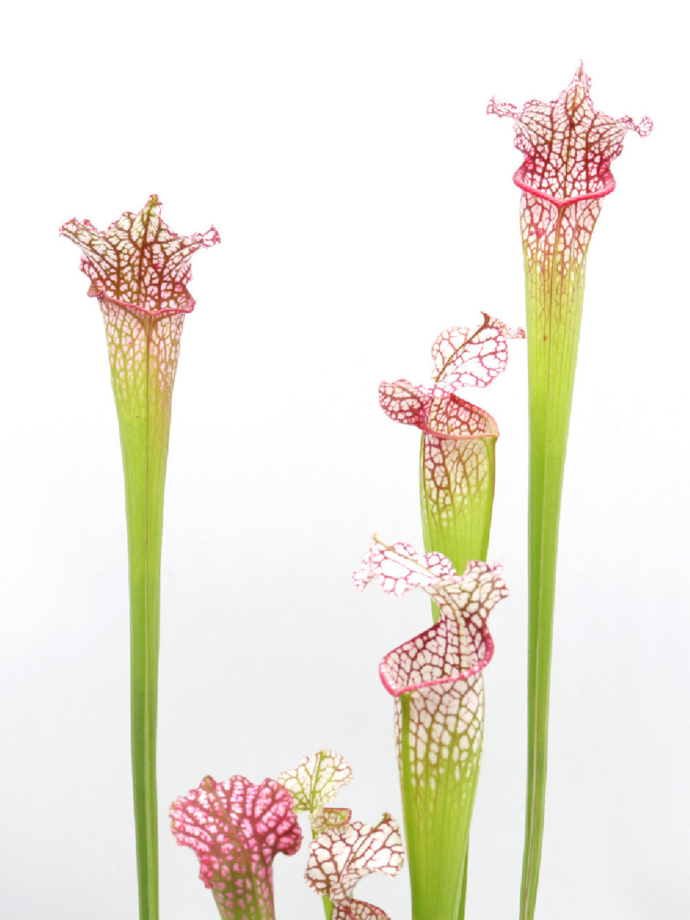 S.x Dana's delight  x  L87 MK "Bocaza" PINK FORM