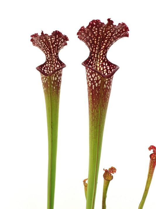 S.x "Farnhamii"