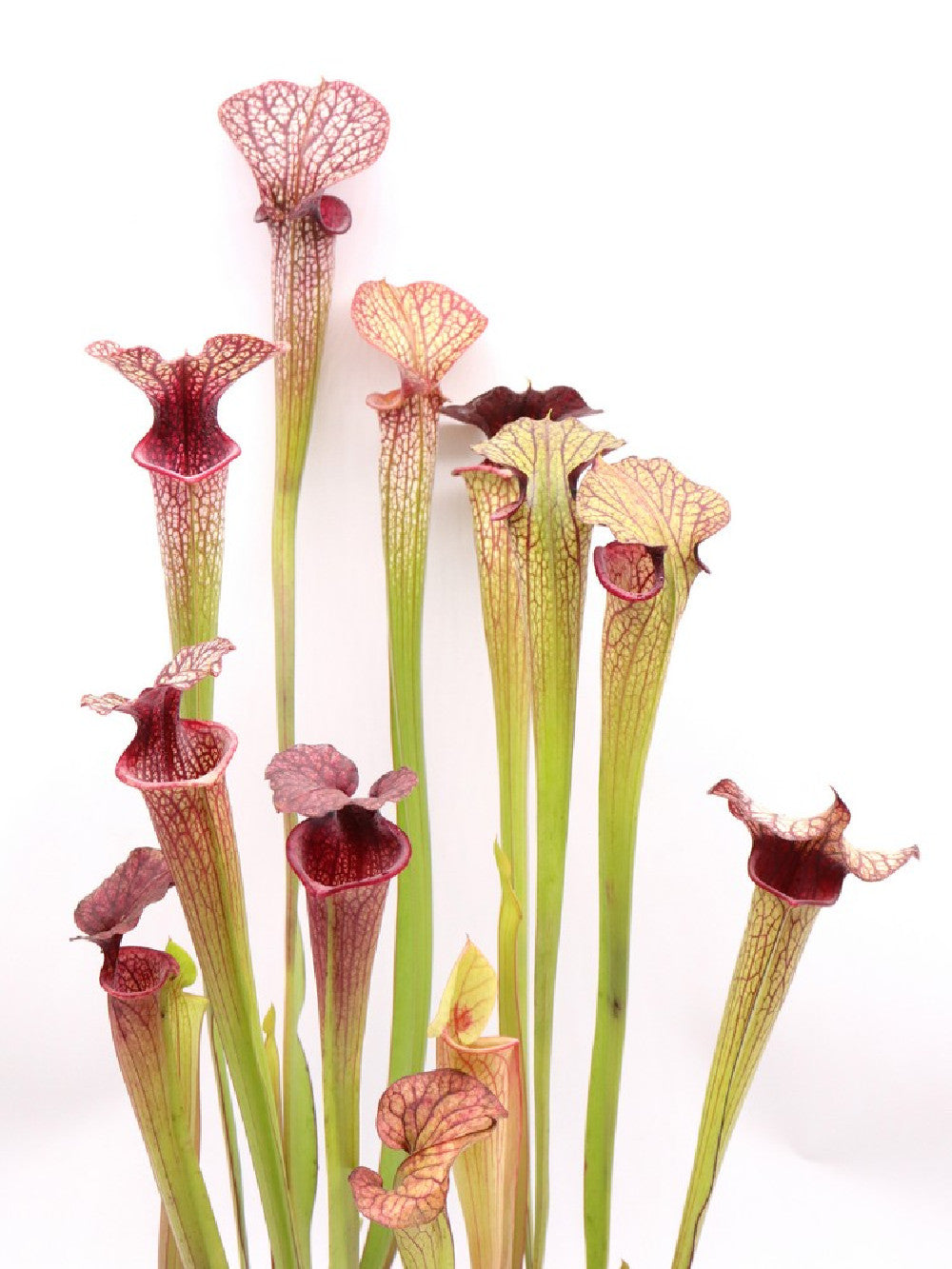 S.x "Fegatone" x leucophylla purple     Variegated form