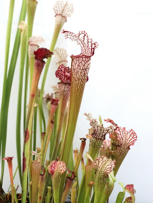 S.x Leucophylla hybrid "Long lid"