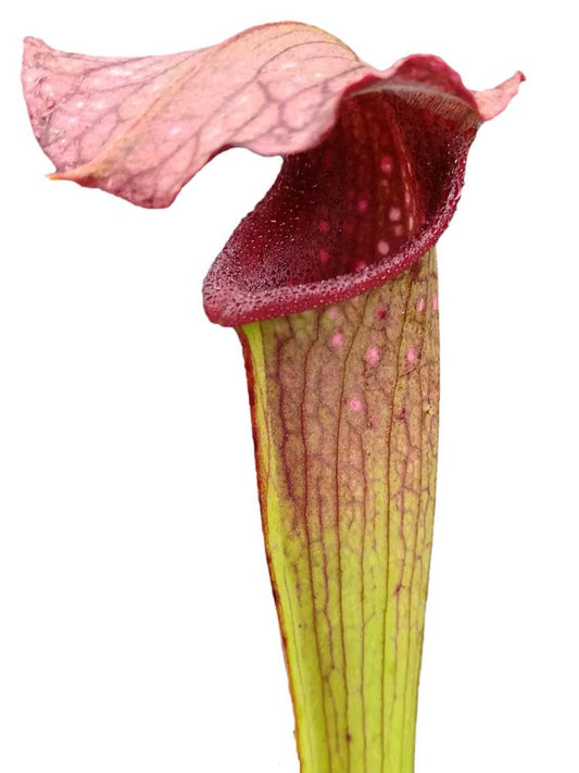 S.x Minor x Alata " Bambi "  Righetti