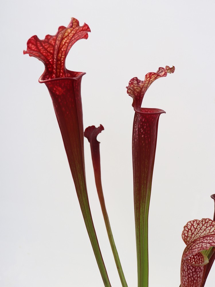 S.x "Moorei" All red