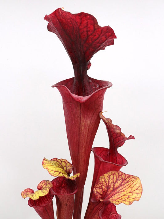 S.x Moorei "Hot Kiss" H53 GC  Large Size