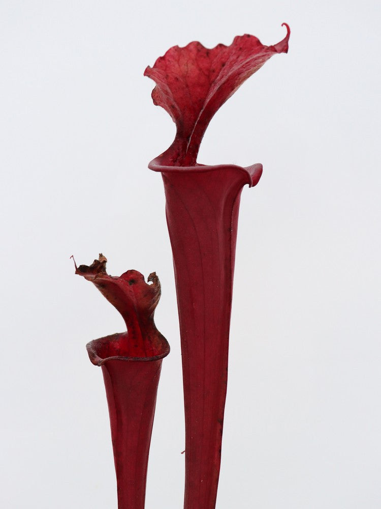 S.x Moorei " All red "  SXM71 AC