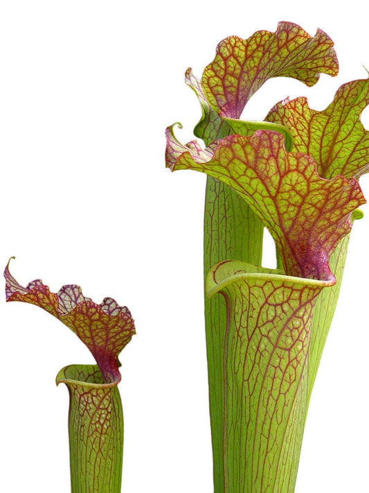 S.x Moorei   Klein