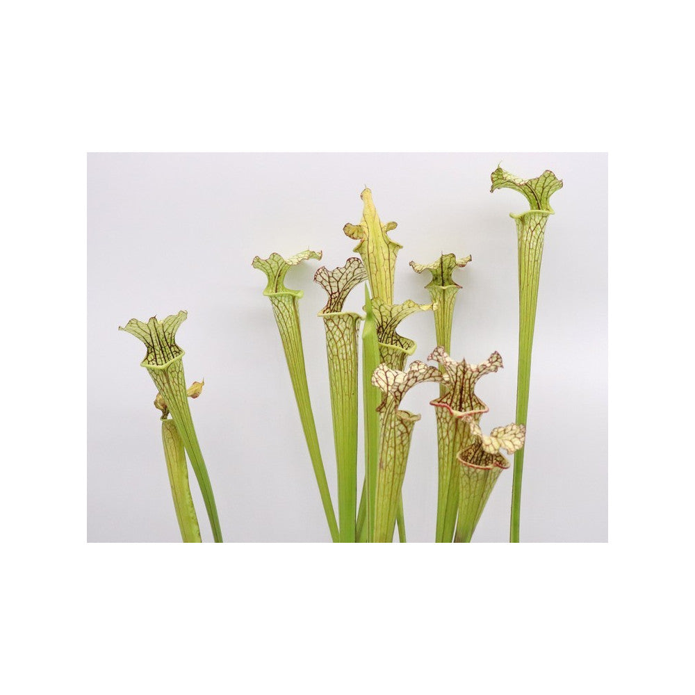 S.x "Moorei" , Olive Yellow & White