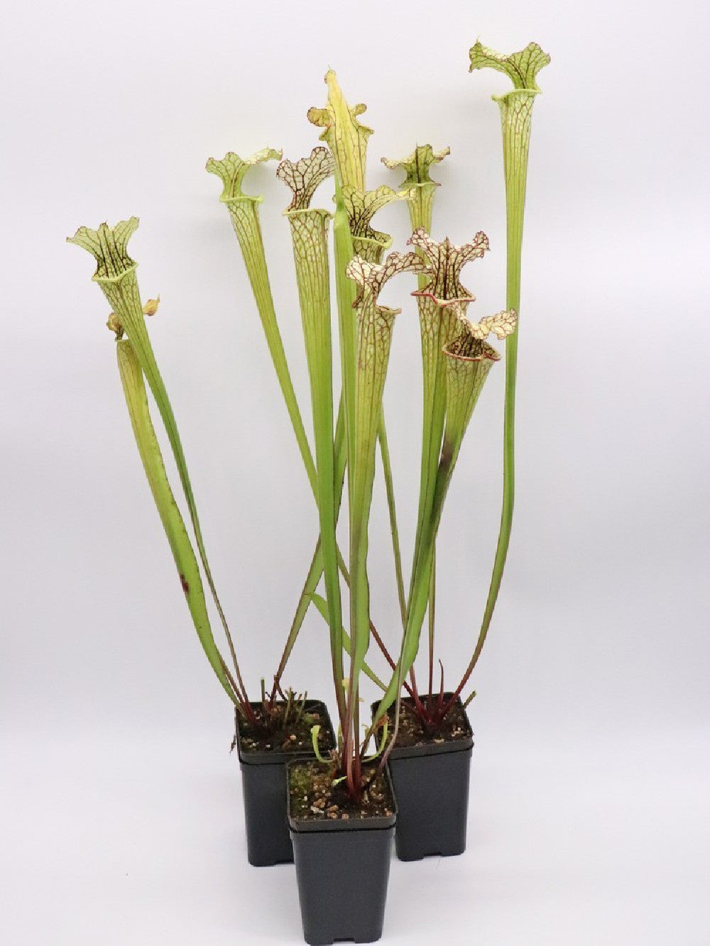 S.x "Moorei" , Olive Yellow & White