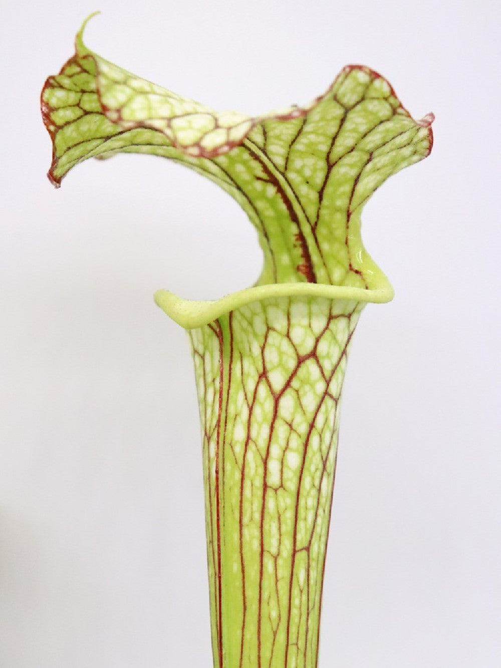 S.x "Moorei" , Olive Yellow & White