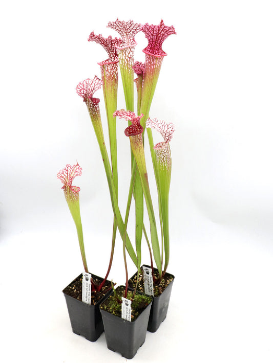 S.x "Timothy King" x Leuco "Hot pink" SELECTED