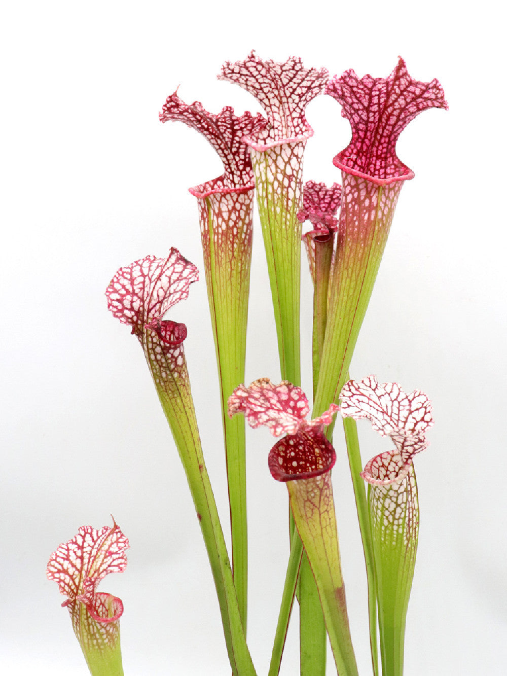 S.x "Timothy King" x Leuco "Hot pink" SELECTED