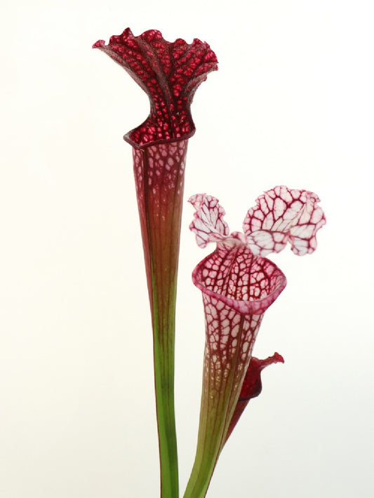 S.x "Timothy King" x Leucophylla "Hot Pink" Splinter ASSORTED