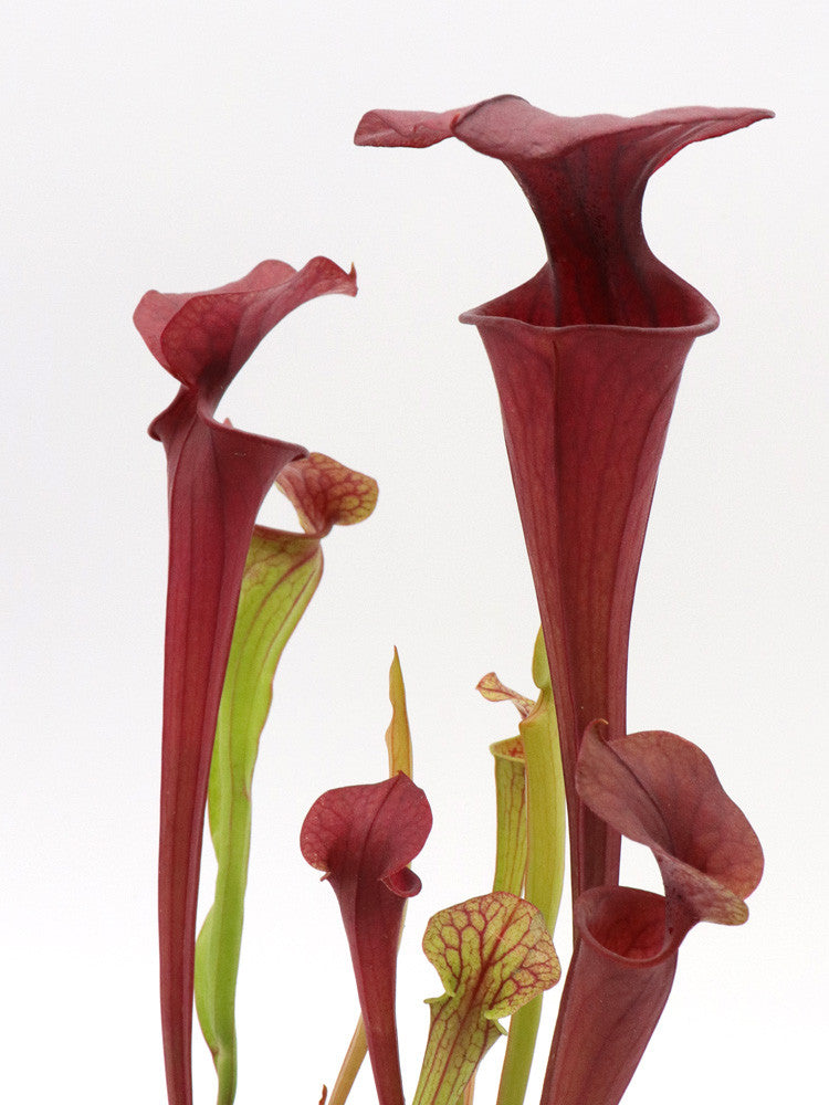 S.x 'Cancan' x Hybrid
