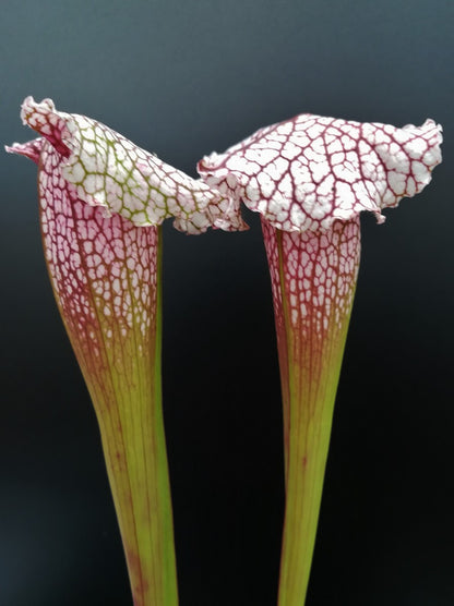 S.x " Pink thing "