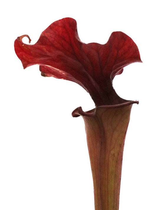 S.x 'Reptilian rose'