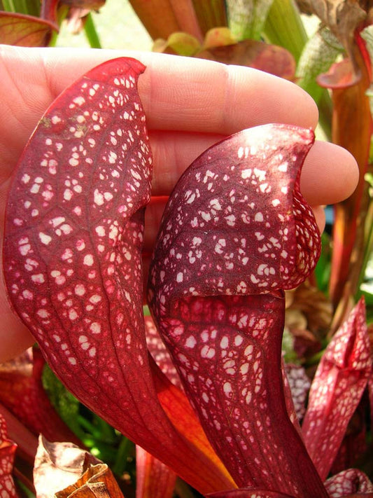 S.x  wrigleyana " Giant " Srba