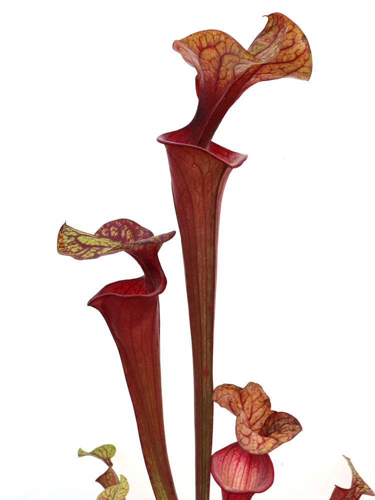 S.x oreophila x atropurpurea  SX50C AC