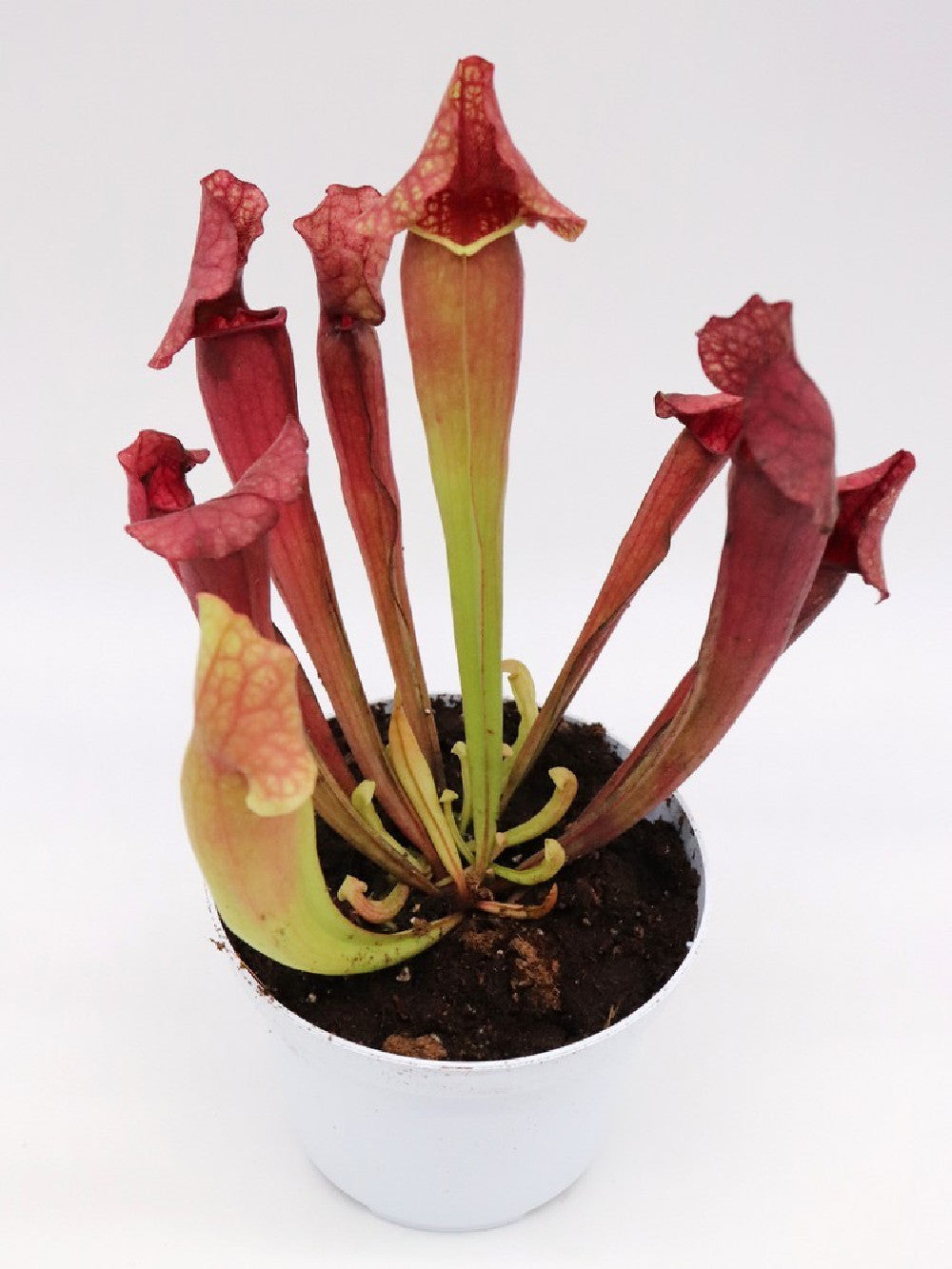 S.x "purpurea hybrid red"