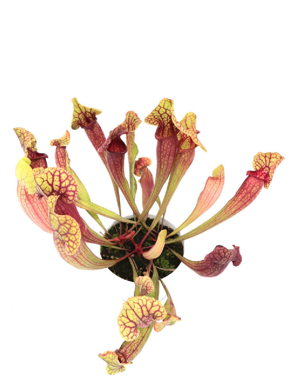 S.x "purpurea hybrid veined"  Assortiti  GC Seedgrow
