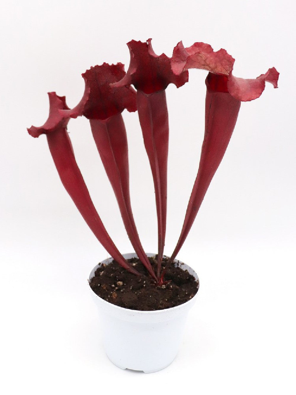 S.x purpurea ssp. venosa x leucophylla "All red"