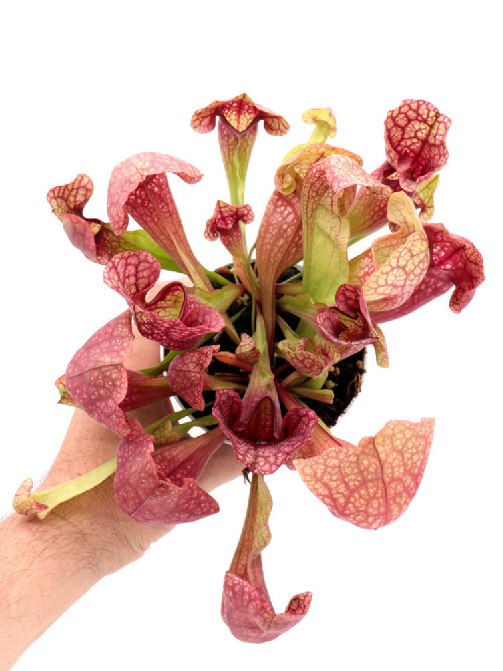 S.x "wrigleyana" x purpurea ssp. venosa  GC Seedgrow
