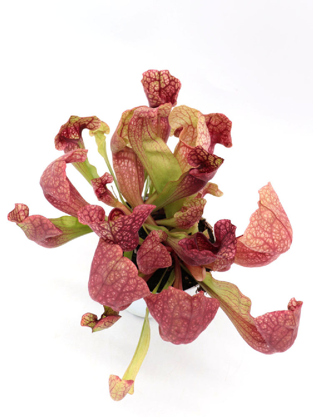 S.x "wrigleyana" x purpurea ssp. venosa  GC Seedgrow
