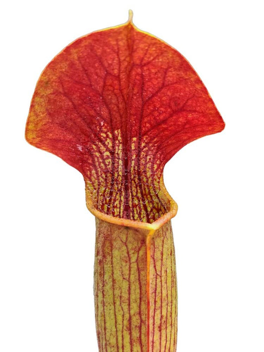 SA01 A.Selwin Sarracenia alata red lid and tube