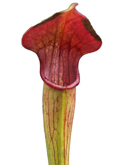 SA05 A.Selwin Sarracenia alata red lid, black throat, pubescent
