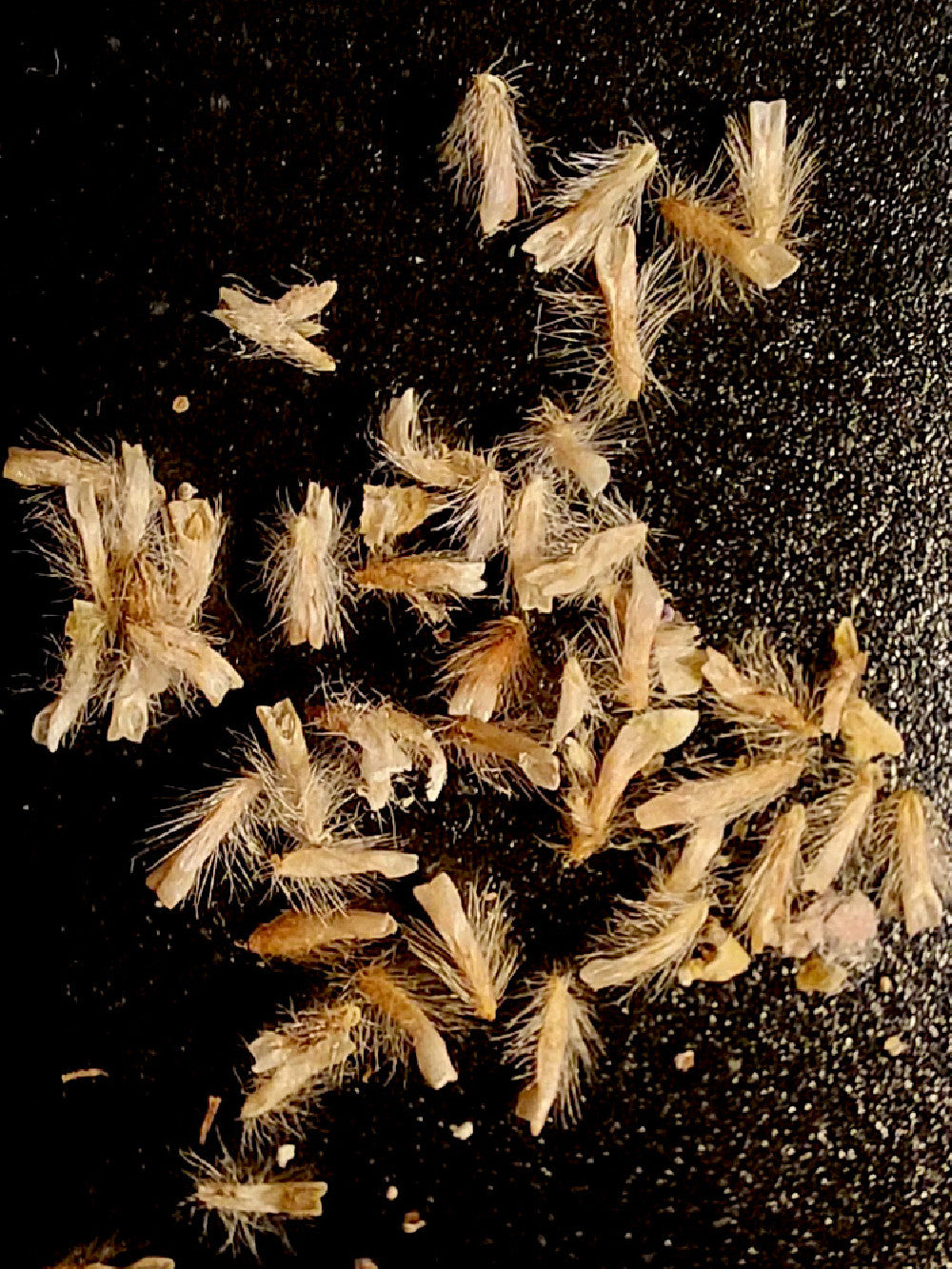 SEMI FRESCHI di Cephalotus  "Danish clone" x "GC Bulldog"