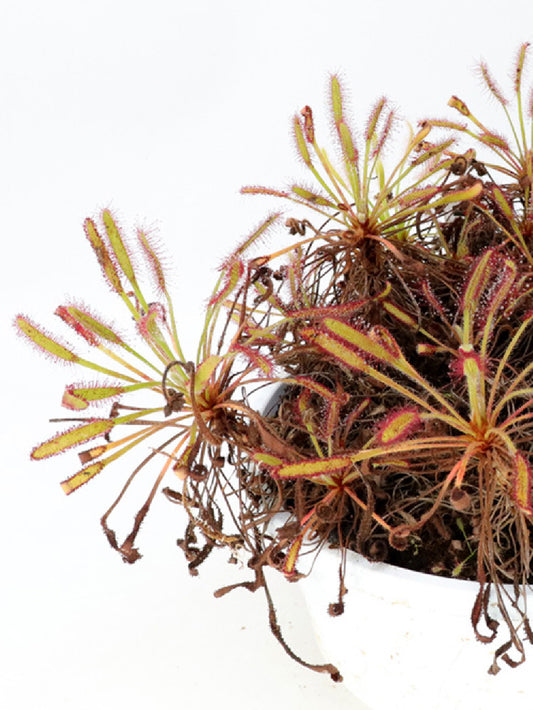 SEMI FRESCHI di Drosera capensis "Hairy form"