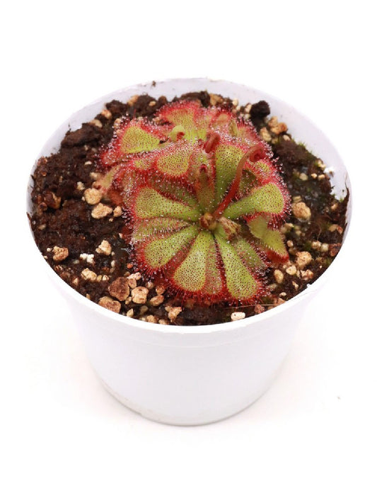 SEMI FRESCHI di Drosera cuneifolia