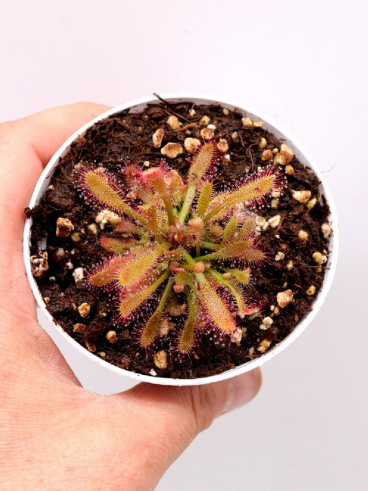 SEMI FRESCHI di Drosera riparia