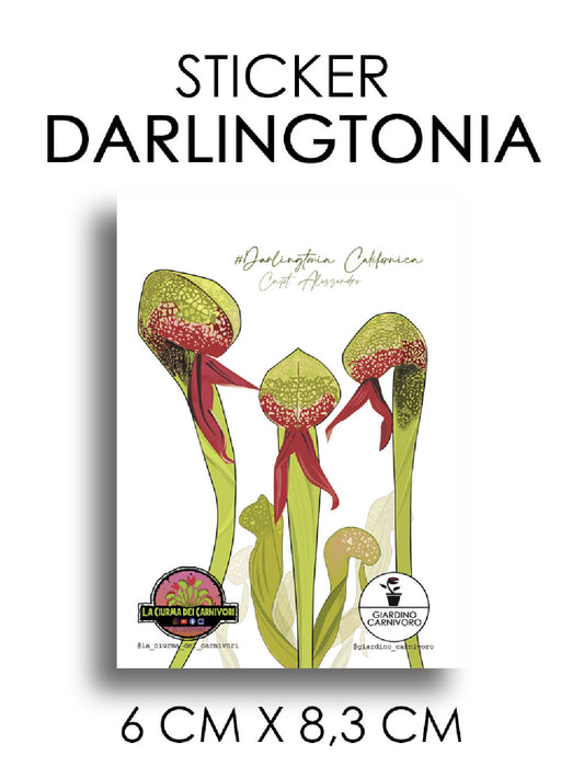 STICKER DARLINGTONIA  6 CM X 8,3 CM