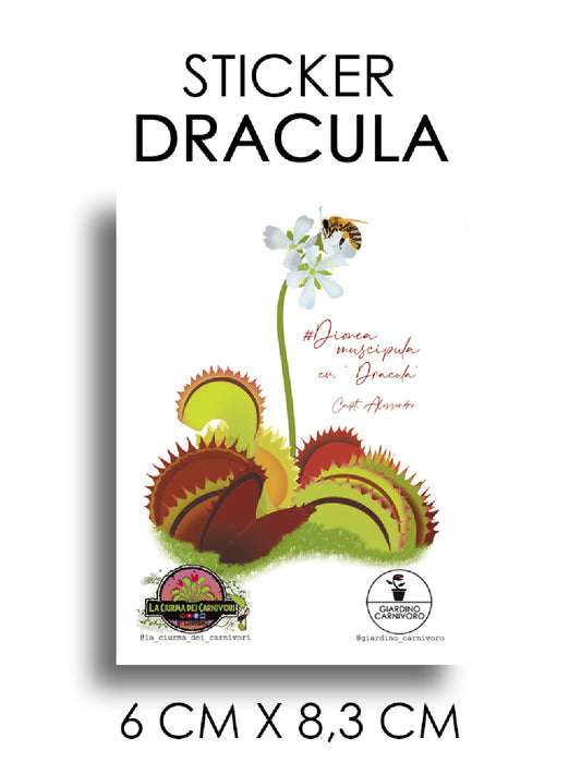 STICKER DIONAEA DRACULA  6 CM X 8,3 CM