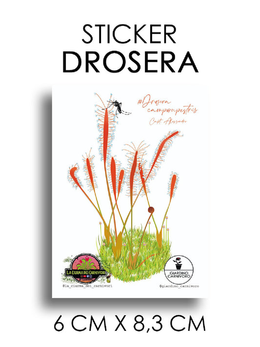 STICKER DROSERA  6 CM X 8,3 CM