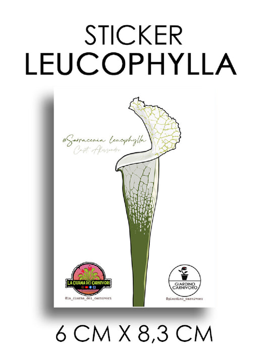 STICKER LEUCOPHYLLA  6 CM X 8,3 CM