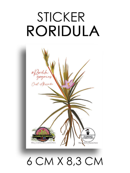 STICKER RORIDULA GORGONIAS  6 CM X 8,3 CM