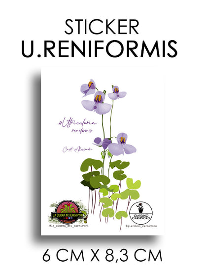 STICKER UTRICULARIA RENIFORMIS  6 CM X 8,3 CM