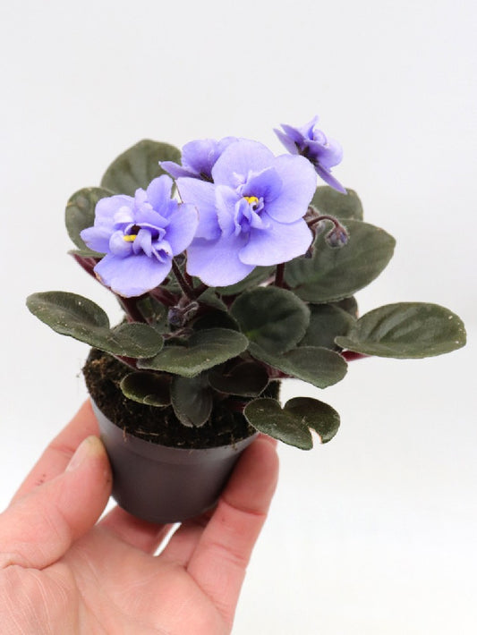Saintpaulia ionantha "Mini"  Violet flower