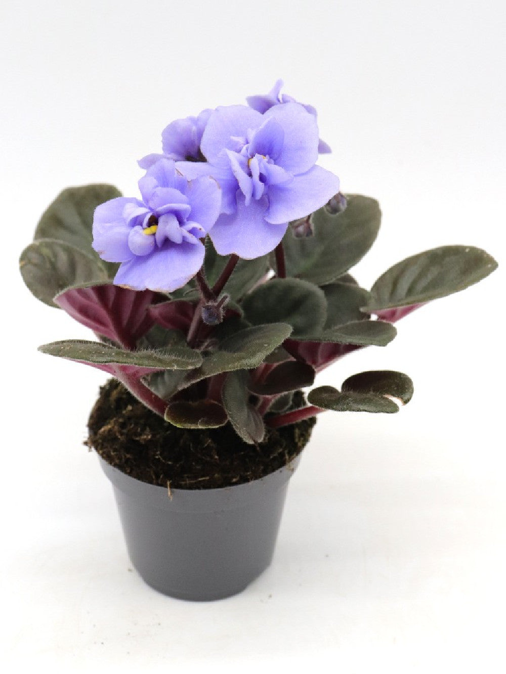 Saintpaulia ionantha "Mini"  Violet flower