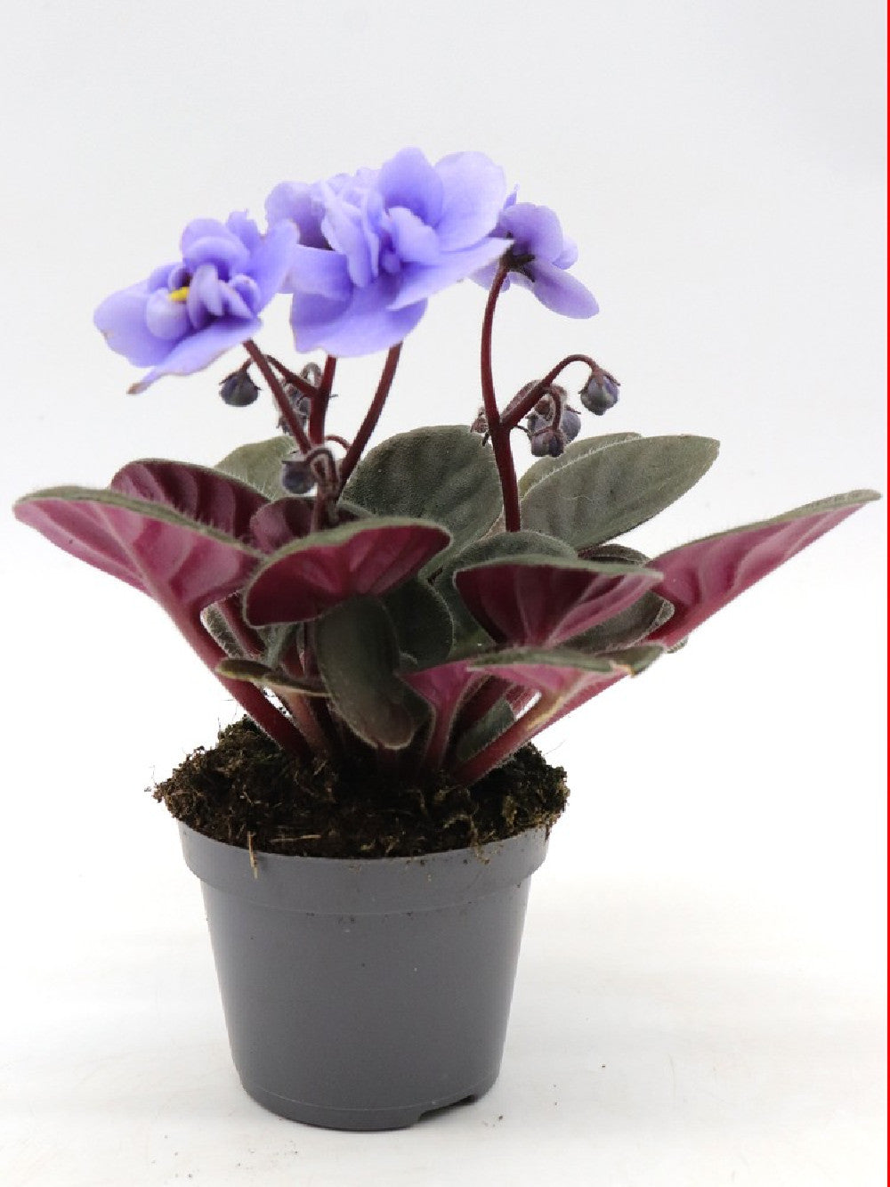 Saintpaulia ionantha "Mini"  Violet flower