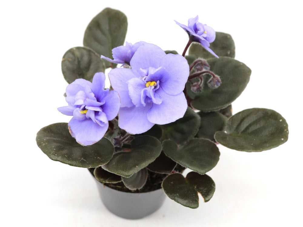 Saintpaulia ionantha "Mini"  Violet flower