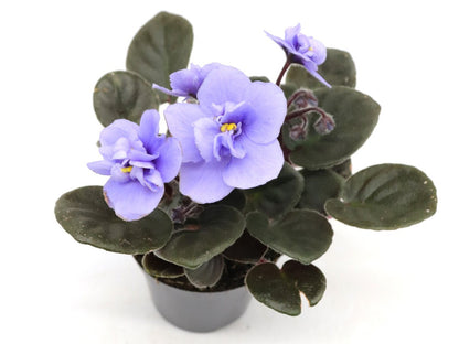 Saintpaulia ionantha "Mini"  Violet flower