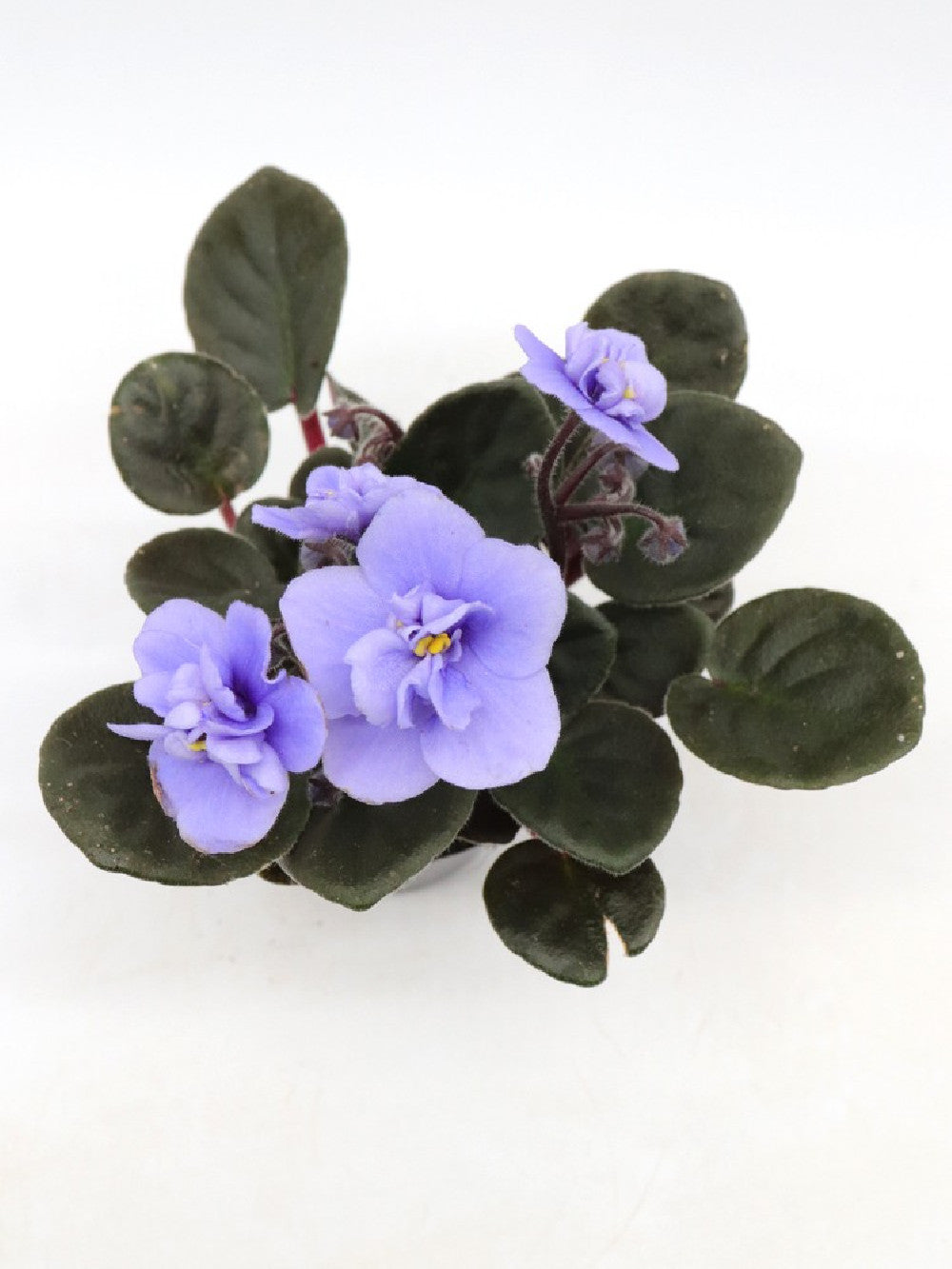 Saintpaulia ionantha "Mini"  Violet flower