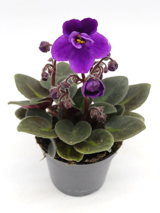 Saintpaulia ionantha "Mini"  purple flower