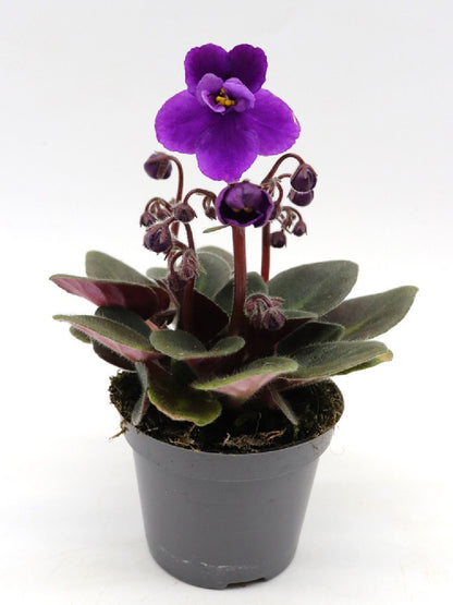 Saintpaulia ionantha "Mini"  purple flower