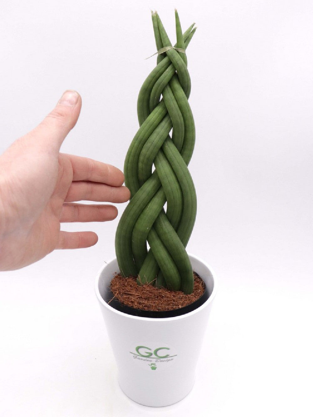 Sanseveria "Twister"